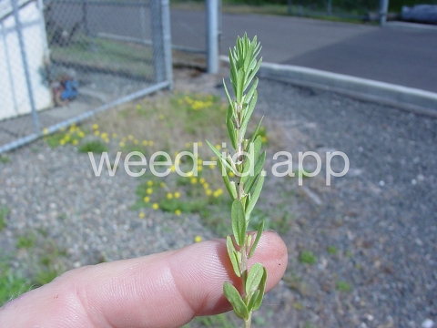 loosestrife, hyssop